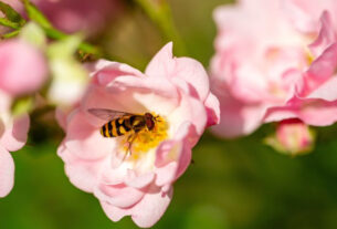 Why Mad Honey Redefined Hallucinogenic Honey Use